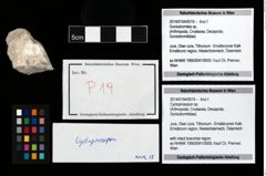 Foto (Objekt + Etikett) von Cycloprosopon sp.  (NHMW-GEO-2014-0194-0019)